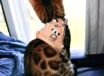 AMO - Bengal Kitten For Sale - Brooklyn Park&comma; MN&comma; US