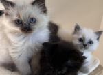 Leroys last call - Ragdoll Kitten For Sale - 
