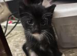 Tux - Domestic Kitten For Sale - Bronx&comma; NY&comma; US