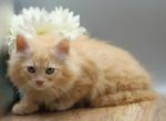 Madagascar  of RomanovCats - Siberian Kitten For Sale - Ashburn&comma; VA&comma; US
