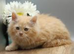 Madagascar  of RomanovCats - Siberian Kitten For Sale - Ashburn&comma; VA&comma; US