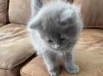 Solid blue ragdoll - Ragdoll Kitten For Sale - 