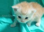 Slowpoke - Siberian Kitten For Adoption - Tampa&comma; FL&comma; US
