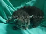 Gengar - Siberian Kitten For Adoption - Tampa&comma; FL&comma; US