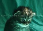 Ponyta - Siberian Kitten For Sale - Tampa&comma; FL&comma; US
