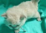 Piplup - Siberian Kitten For Adoption - Tampa&comma; FL&comma; US