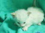 Palkia - Siberian Kitten For Sale/Retired Breeding - Tampa&comma; FL&comma; US