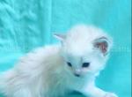 Glameow - Siberian Kitten For Adoption - Tampa&comma; FL&comma; US