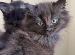 Black chocolate ragdolls - Ragdoll Kitten For Sale - Haverhill&comma; MA&comma; US