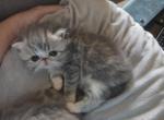 Chiquita babies - Exotic Kitten For Sale - Warminster&comma; PA&comma; US