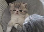 MAY - Exotic Kitten For Sale - Warminster&comma; PA&comma; US