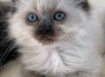 Seal point female - Ragdoll Kitten For Sale - 