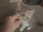 Squiggy - Exotic Kitten For Sale - Warminster&comma; PA&comma; US