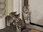 Eight total - Domestic Kitten For Sale - Mesa&comma; AZ&comma; US