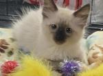 Balinese male - Balinese Kitten For Sale - Algonquin&comma; IL&comma; US