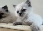Blue point male - Ragdoll Kitten For Sale - Haverhill&comma; MA&comma; US