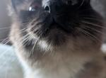 Smudge's summer litter - Ragdoll Kitten For Sale - Fountain&comma; CO&comma; US