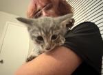 2 boys ash and keef - American Shorthair Kitten For Sale - Norman&comma; OK&comma; US
