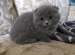 Nency - British Shorthair Kitten For Sale - Clackamas&comma; OR&comma; US
