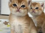 Cheetos - British Shorthair Kitten For Sale - Carrollton&comma; TX&comma; US