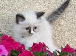 Brown collar - Ragdoll Kitten For Sale - Escondido&comma; CA&comma; US