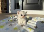 Mochi - British Shorthair Kitten For Sale - Carrollton&comma; TX&comma; US