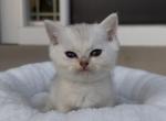 Umi jr - British Shorthair Kitten For Sale - Carrollton&comma; TX&comma; US