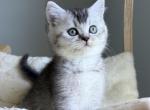 Oreo - British Shorthair Kitten For Sale - Carrollton&comma; TX&comma; US