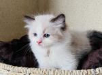 Lavender collar - Ragdoll Kitten For Sale - Escondido&comma; CA&comma; US