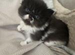 Bicolor female - Persian Kitten For Sale - Nunda&comma; NY&comma; US