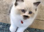 Red collar - Ragdoll Kitten For Sale - Escondido&comma; CA&comma; US