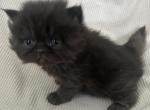 Black female - Persian Kitten For Sale - Nunda&comma; NY&comma; US