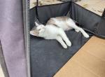 Wong - Domestic Kitten For Adoption - 