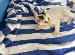 Fang - American Shorthair Kitten For Sale - 