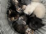 Available kittens - American Bobtail Kitten For Sale - Agawam&comma; MA&comma; US