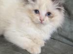 Seal bi color male - Ragdoll Kitten For Sale - Butler&comma; PA&comma; US