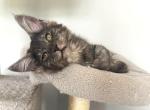 maine coon - Maine Coon Kitten For Sale - Groton Long Point&comma; CT&comma; US