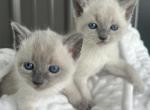 Russian Blue Kittens - Russian Blue Kitten For Sale - Chariton&comma; IA&comma; US