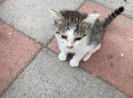 Kaka - Domestic Kitten For Adoption - 