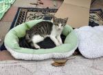 Fei - Domestic Kitten For Adoption - Baldwin Park&comma; CA&comma; US