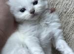 RESERVED Habiba - Ragdoll Kitten For Sale - Columbia&comma; MD&comma; US