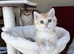Rare Golden British shorthair kitten - British Shorthair Kitten For Sale - Boston&comma; MA&comma; US