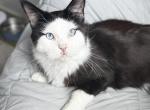Charming boy - Maine Coon Cat For Sale - Bradenton&comma; FL&comma; US