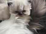 Seal point male - Persian Kitten For Sale - Nunda&comma; NY&comma; US
