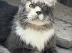 Evan - Maine Coon Cat For Adoption - 