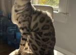 Cleo x Kairo Litter - Bengal Kitten For Sale - South Elgin&comma; IL&comma; US