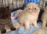 Tica exotics - Exotic Kitten For Sale - Woodburn&comma; IN&comma; US