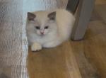 Prince charming - Ragdoll Kitten For Sale - 