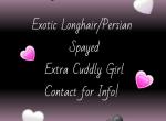 Now pending SPAYED Sweet CFA exotic longhair - Exotic Cat For Sale - PA&comma; US