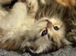 Yellow Topaz - Persian Kitten For Sale - Cayce&comma; SC&comma; US